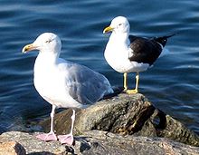 Mewa śledziowa Larus argentatus (z przodu) i mewa czarnogrzbieta Larus fuscus (z tyłu) w Norwegii: dwa fenotypy wyraźnie różniące się od siebie. Larus fuscus (z tyłu) w Norwegii: dwa fenotypy o wyraźnych różnicach.