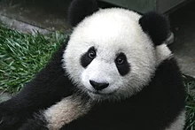 Dev bir panda Sichuan'da fotoğraflandı.