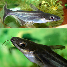 Young animals with the typical stripe pattern