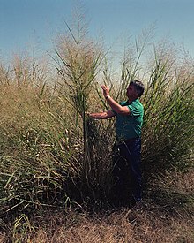 Switchgrass, en hårdfør plante, der anvendes i biobrændstofindustrien i USA