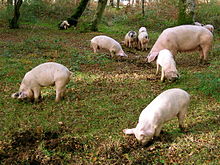 Współczesne pannage, czyli "common of mast", w New Forest