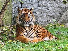Sumatran