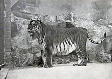 Caspian tiger