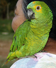 Papagaio samica, Brazilija