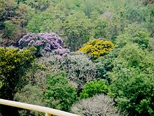 Pădurea Parambikulam, Kerala, India