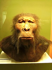 Reconstrucción de Paranthropus boisei  