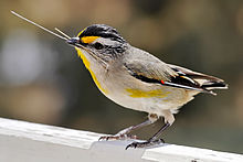 Raidallinen pardalote (Pardalotus striatus) pesämateriaalin kanssa.  