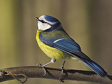Adult Blue Tit