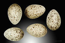 Eier des Passer domesticus domesticus