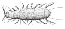 Pauropus huyxleyi , pauropod