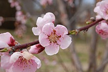 Blommor