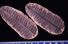 Pecopteris , un tipo de hoja que no se encuentra después del Pérmico temprano.  