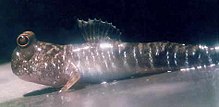 Periophthalmus gracilis , ένα είδος λασπόψαρου. Ζει οπουδήποτε από τη Μαλαισία έως τη Βόρεια Αυστραλία.