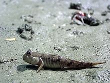 Mudskipper