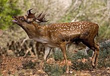 Mesopotamian fallow deer in wild park Chai Bar Karmel