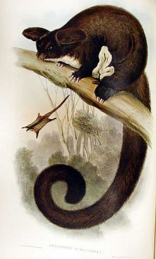 In Victoria is het Wombat State Forest het meest westelijke verspreidingsgebied van de "Greater Glider".