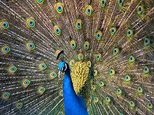 Blue peacock