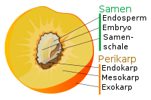 Fruit structure in the genus Prunus