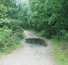 Puddle on a path