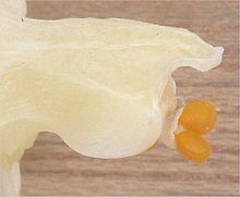 Pollinia of a Phalaenopsis