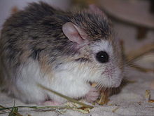 Roborovskis Zwerghamster (Phodopus roborovskii) der Cricetinae