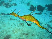 Dragone di mare infestante a Cabbage Tree Bay, Sydney, Australia