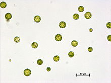Protoplaster av Physcomitrella patens
