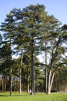 Træer i Bois de la Cambre