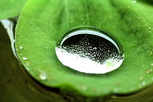 Lotus effect on lotus sheet