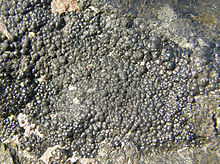 Uranium ore (pitchblende)