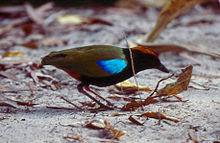 Rainbow Pitta (Pitta iris), en mørk fugl med lyse farvepletter. De fleste Pittidae har lignende farver.  