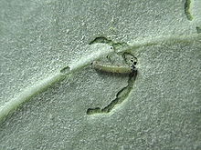 Housenka tygřice prosté Danaus chrysippus vytváří příkop, aby zablokovala obranné chemické látky Calotropis před krmením.
