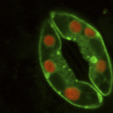 Stoma bewakingscellen van planten. De chloroplasten zien er rood uit op deze foto