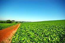 Soybean field in Rio Grande do Sul (Brazil), 2008