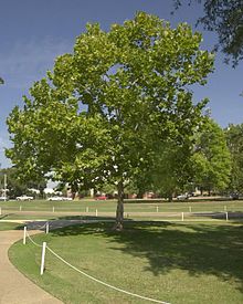 An American plane tree