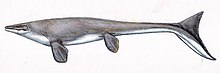 Platecarpus tympaniticus -lajin nykyaikainen rekonstruktio, jossa näkyy puolikuun muotoinen pyrstölaippa.  