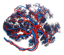human placenta, plastinate