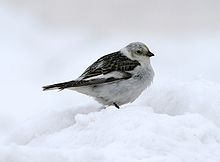 Lumetuvi
