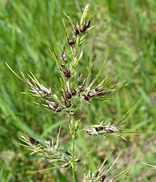 Vegetatyvinė apomiksė žolėje Poa bulbosa; vietoj žiedų formuojasi svogūnėliai
