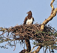 Karo erelio Polemaetus bellicosus lizdas