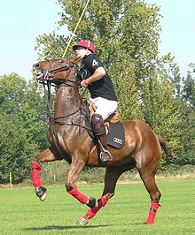 Polo  