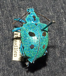 Polyteles coelestina from South America
