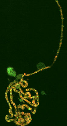 Polyten-Chromosom