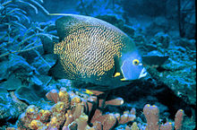 French angelfish (Pomacanthus paru)