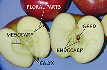 Apple fruit