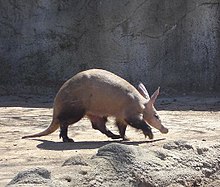 Aardvark (Orycteropus afer): nocturnal African insectivore and burrower