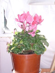 Ciclamen rosa  
