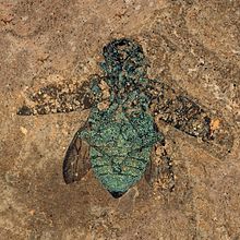 Coléoptère bijou fossile, montrant encore la couleur de l'exosquelette.