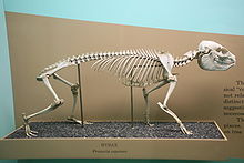 Skeleton of the clip-on sleeper