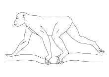 Reconstruction of the physique of Proconsul